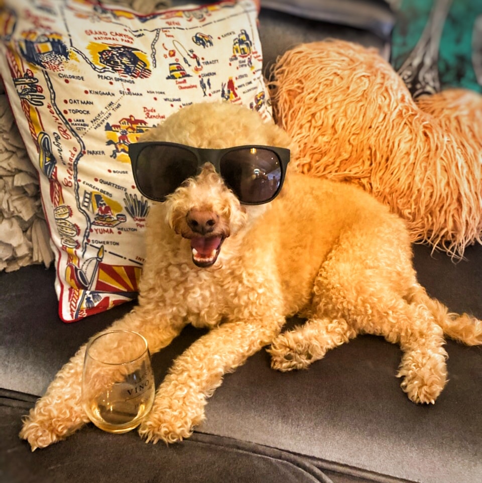 Fluffy dog with sunglasses and Vino Zona wine glass